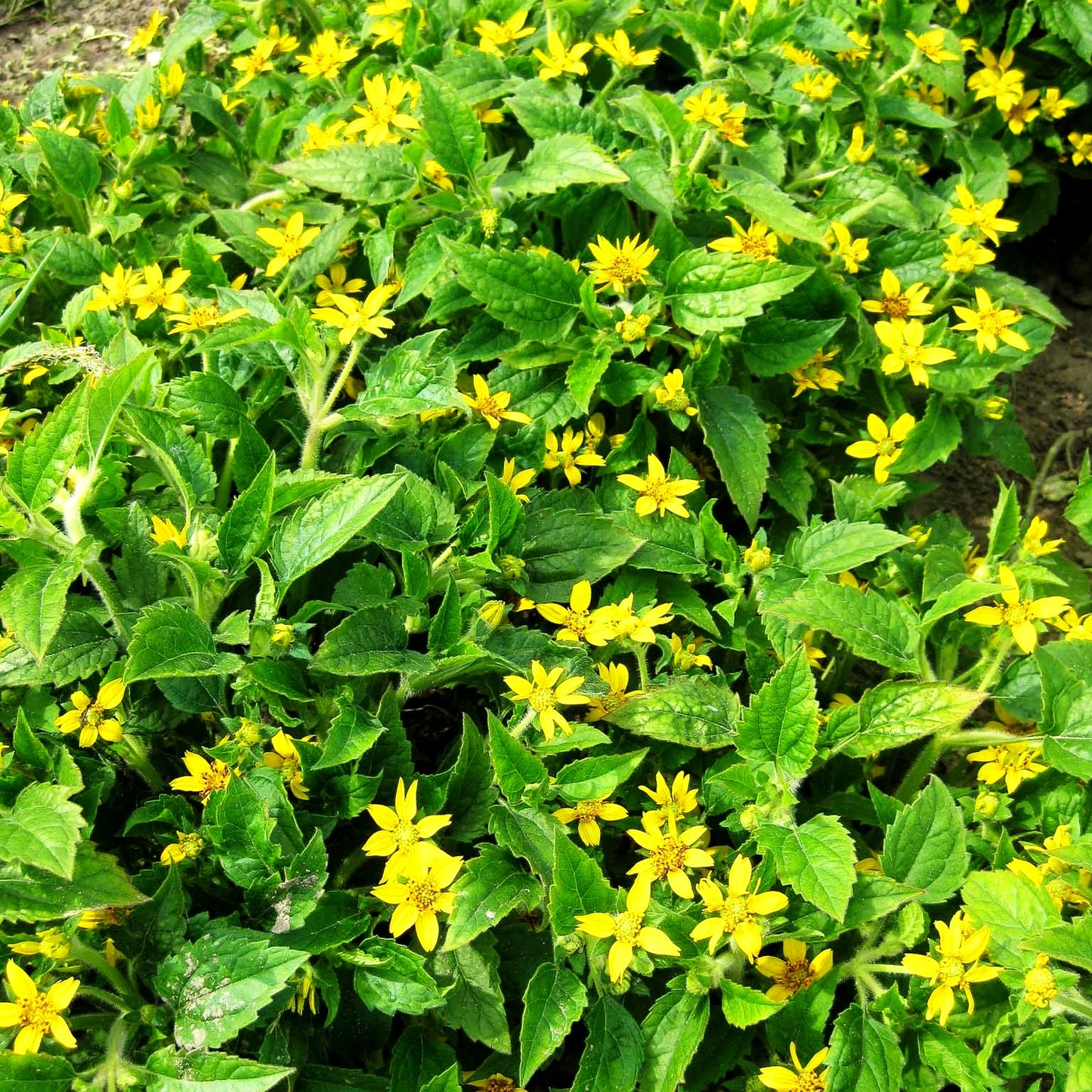 Goldkörbchen (Chrysogonum virginianum)