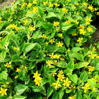 Goldkörbchen (Chrysogonum virginianum)