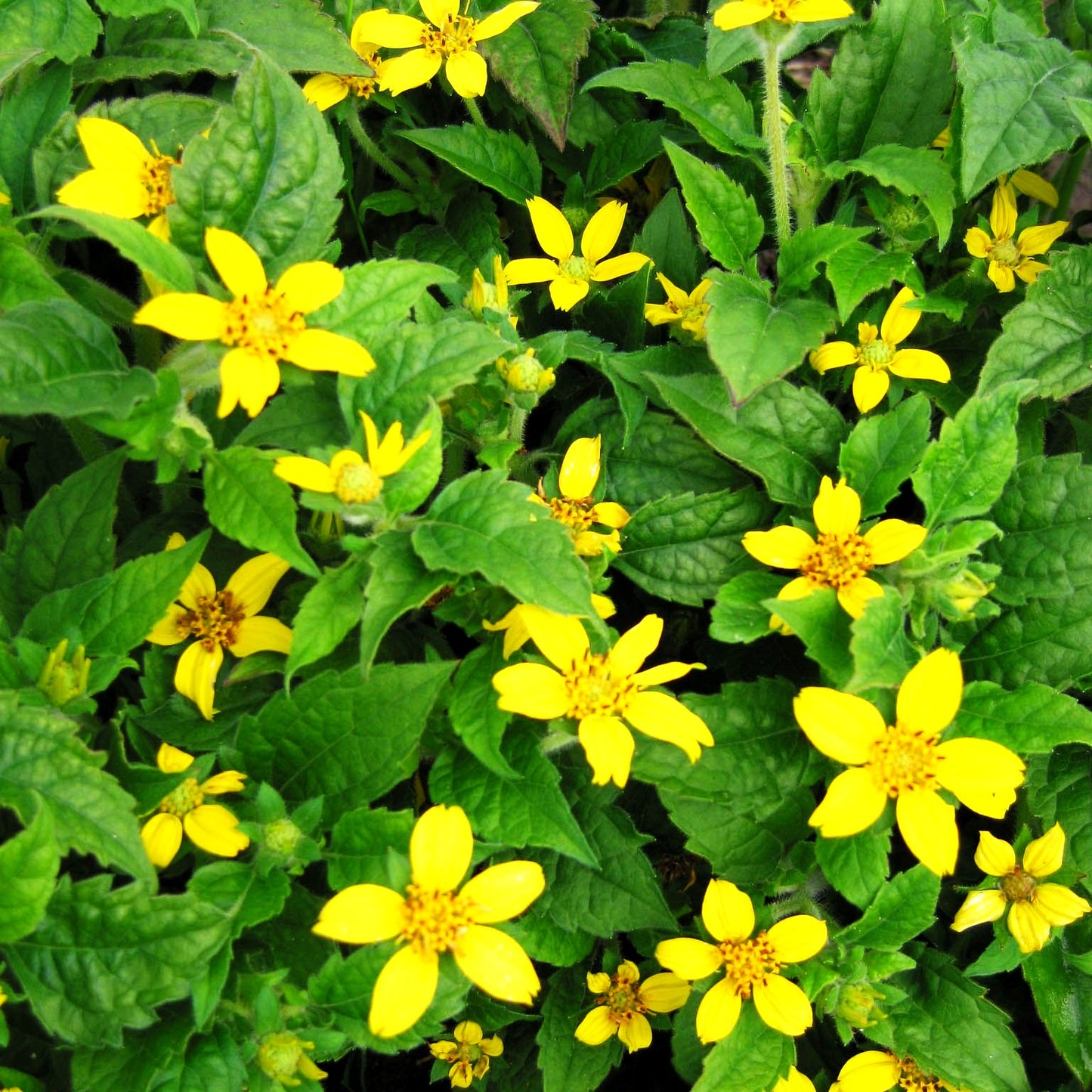 Goldkörbchen (Chrysogonum virginianum)