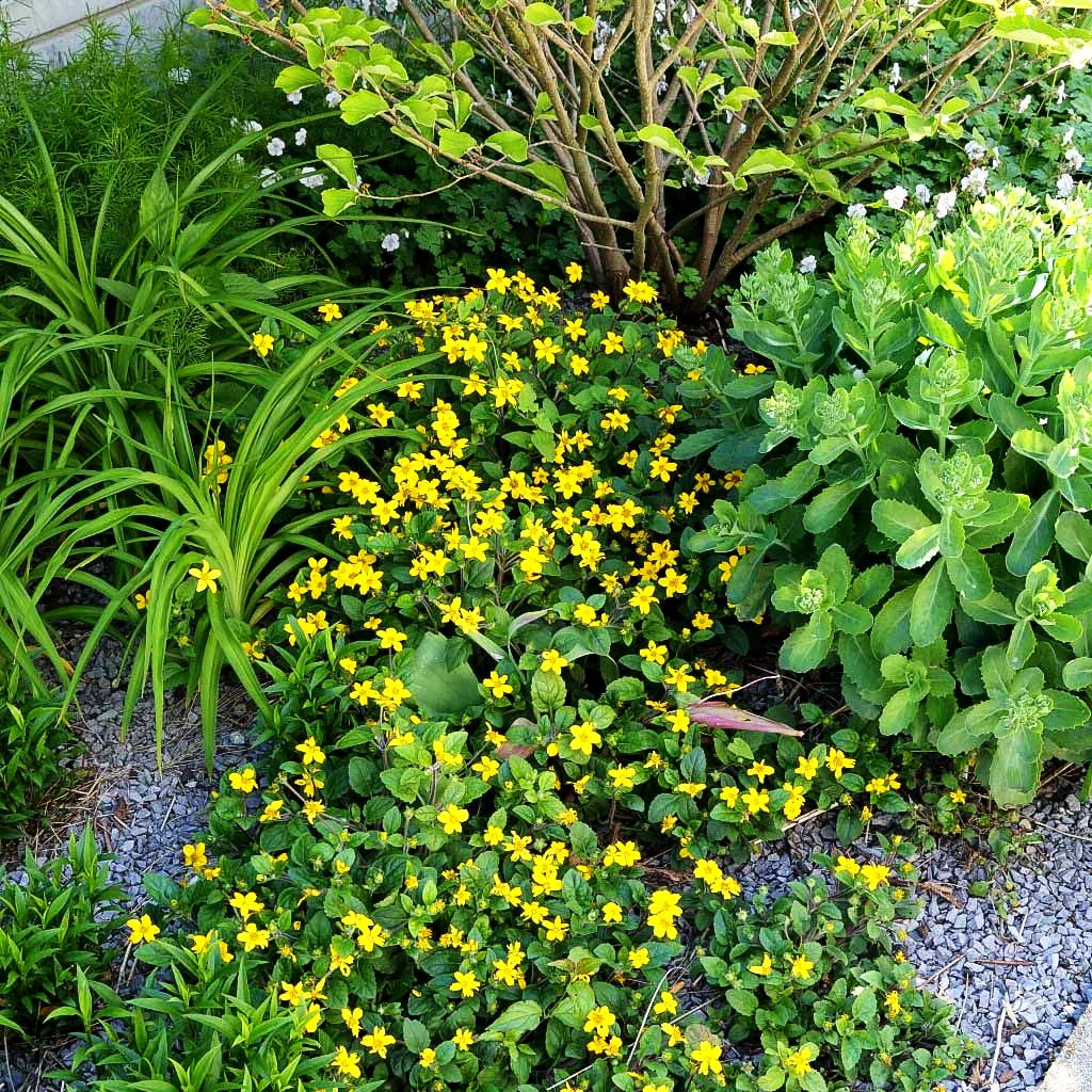 Goldkörbchen (Chrysogonum virginianum)
