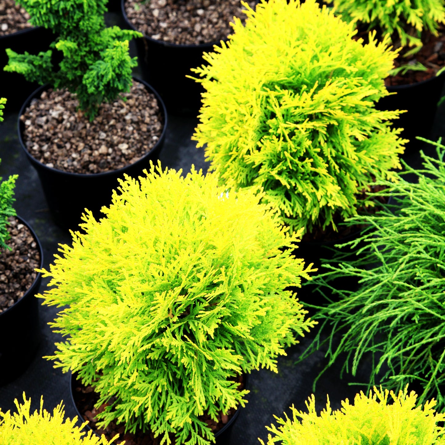 Goldkugel-Lebensbaum 'Amber Glow' (Thuja occidentalis)
