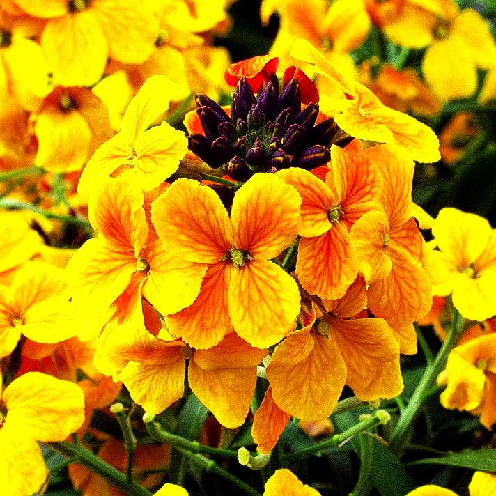 Goldlack 'Rysi Bronze' (Erysimum cheiri)