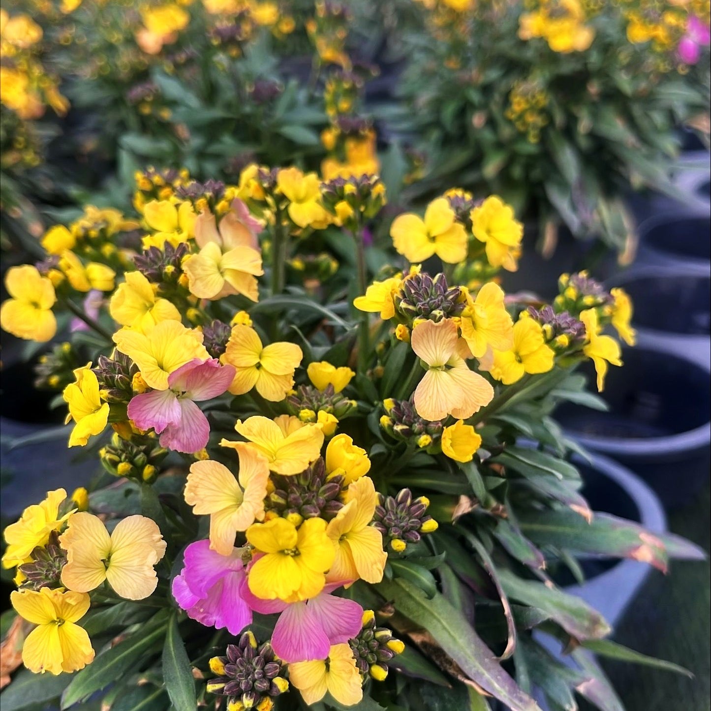 Goldlack 'Winter Carnival' (Erysimum cheiri)