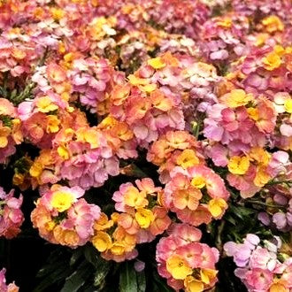 Goldlack 'Winter Carnival' (Erysimum cheiri)