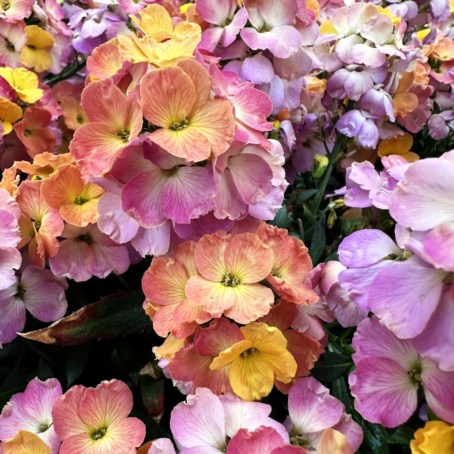 Goldlack 'Winter Carnival' (Erysimum cheiri)