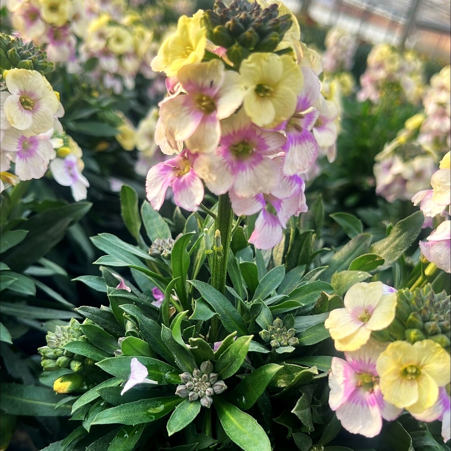 Goldlack 'Winter Charm' (Erysimum cheiri)