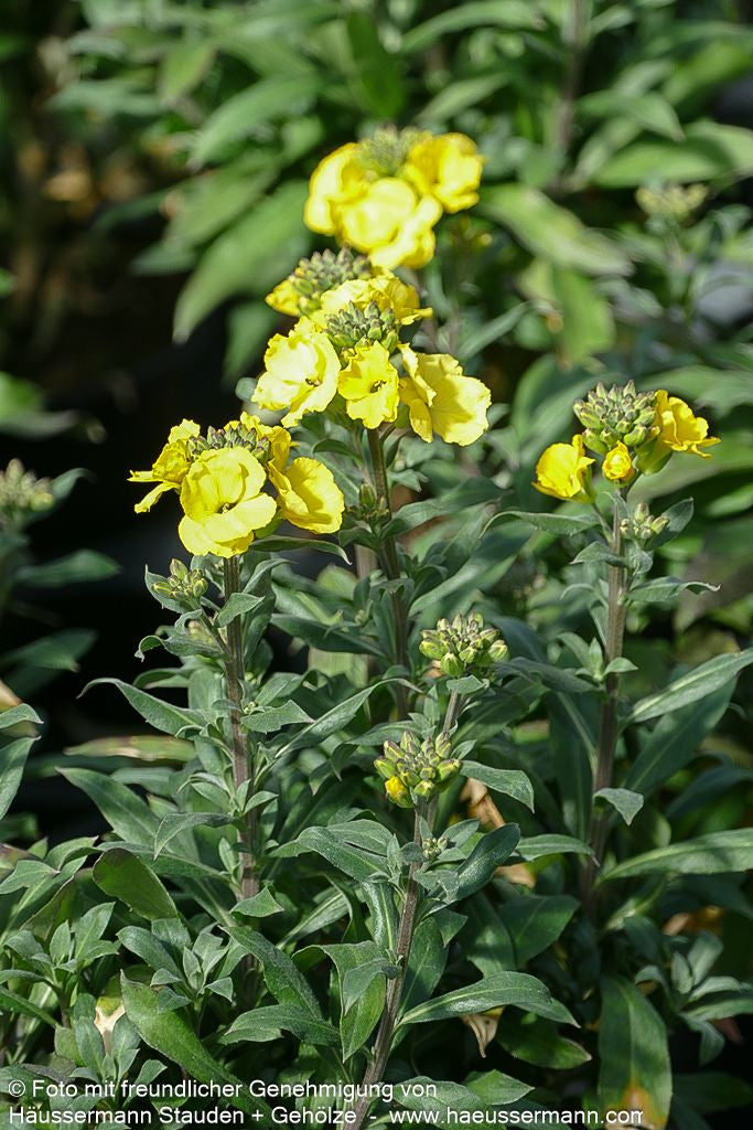 Goldlack 'Winter Light' (Erysimum cheiri)