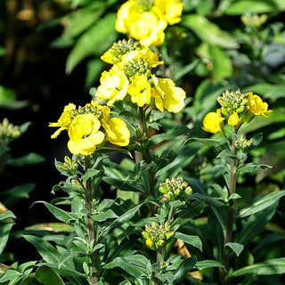 Goldlack 'Winter Light' (Erysimum cheiri)