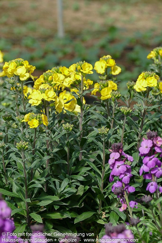 Goldlack 'Winter Light' (Erysimum cheiri)