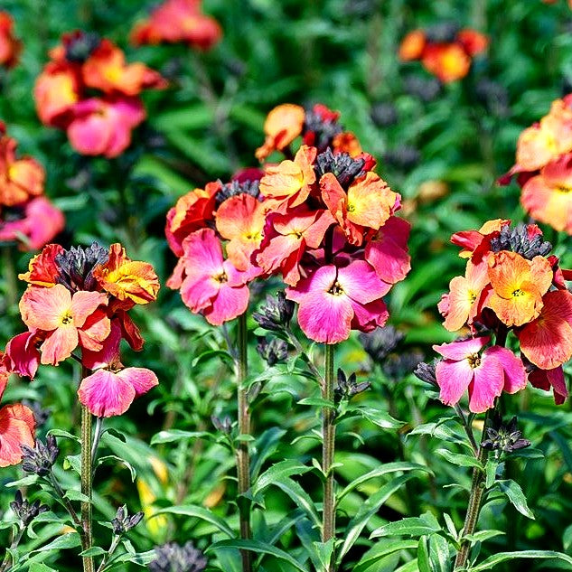 Goldlack 'Winter Orchid' (Erysimum cheiri)