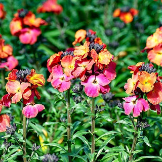 Goldlack 'Winter Orchid' (Erysimum cheiri)