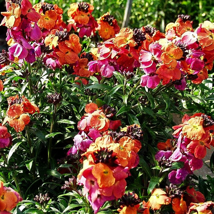 Goldlack 'Winter Orchid' (Erysimum cheiri)