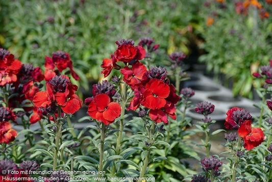 Goldlack 'Winter Passion' (Erysimum cheiri)