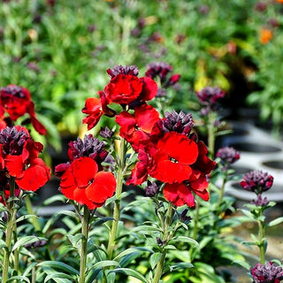 Goldlack 'Winter Passion' (Erysimum cheiri)