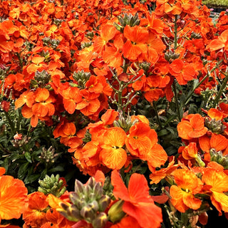 Goldlack 'Winter Spice' (Erysimum cheiri)