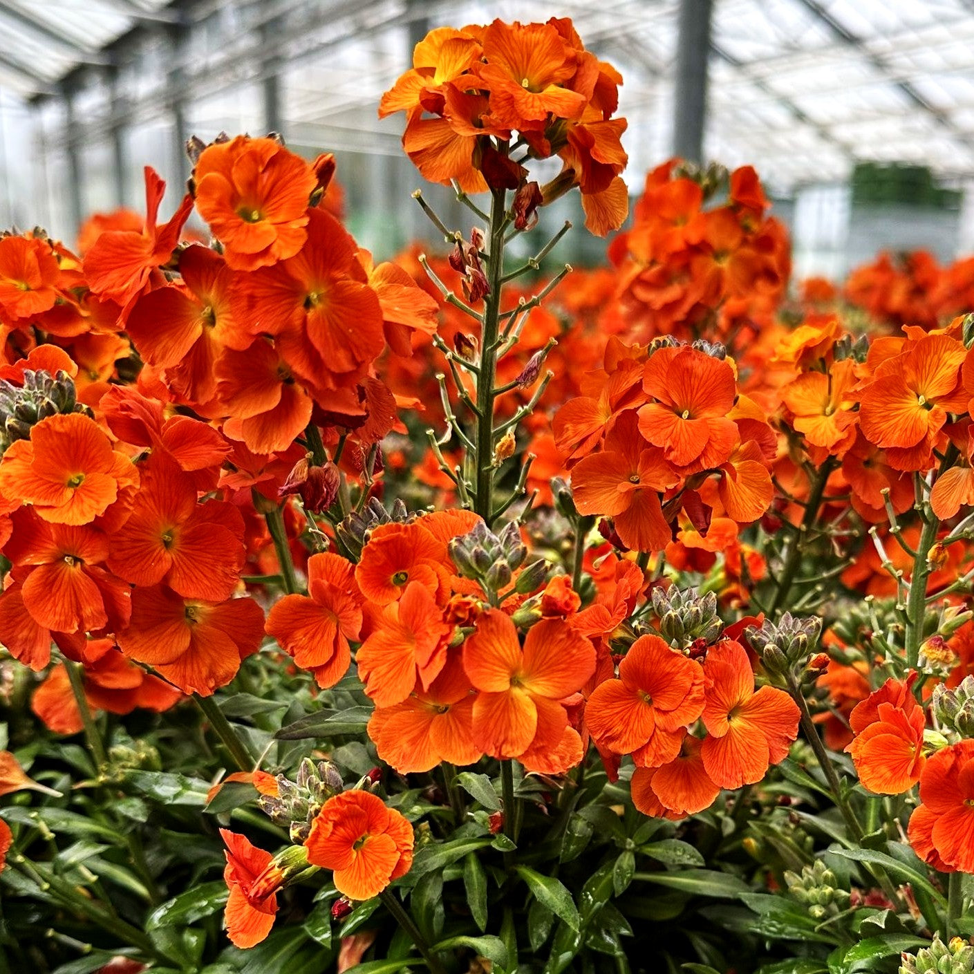 Goldlack 'Winter Spice' (Erysimum cheiri)