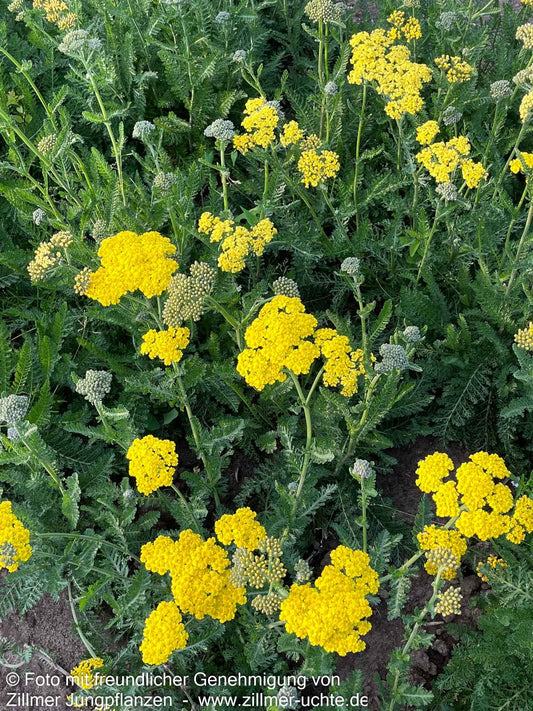 Goldquirl-Garbe 'Little Moonshine' (Achillea clypeolata)