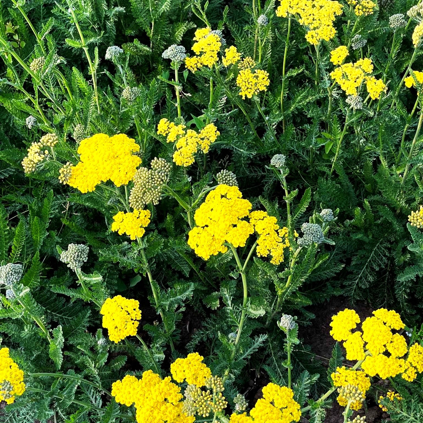 Goldquirl-Garbe 'Little Moonshine' (Achillea clypeolata)