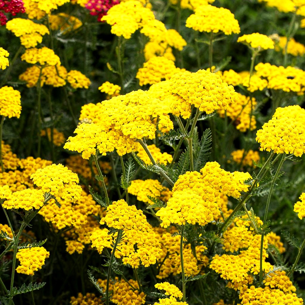 Goldquirl-Garbe 'Little Moonshine' (Achillea clypeolata)