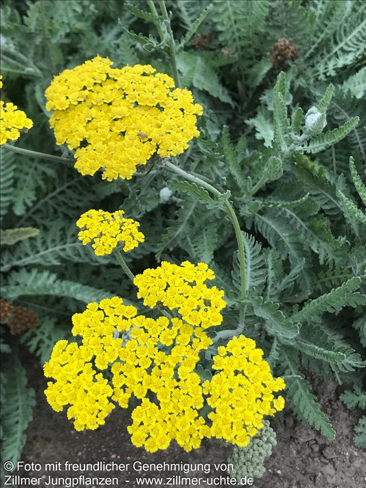 Goldquirl-Garbe 'Moonshine' (Achillea clypeolata)