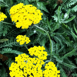 Goldquirl-Garbe 'Moonshine' (Achillea clypeolata)