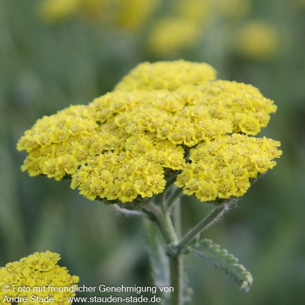 Goldquirl-Garbe 'Moonshine' (Achillea clypeolata)