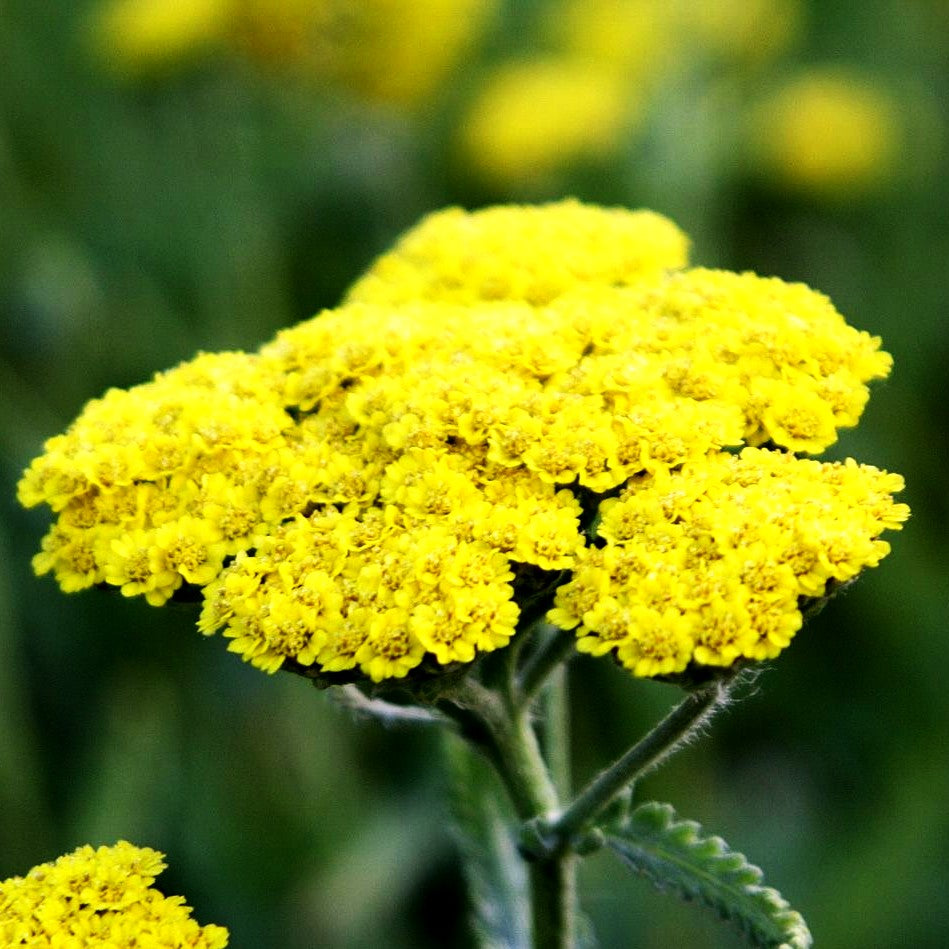 Goldquirl-Garbe 'Moonshine' (Achillea clypeolata)