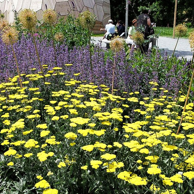 Goldquirl-Garbe 'Moonshine' (Achillea clypeolata)