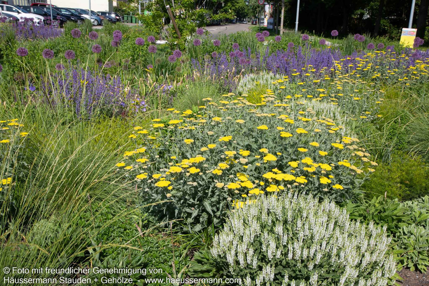 Goldquirl-Garbe 'Moonshine' (Achillea clypeolata)