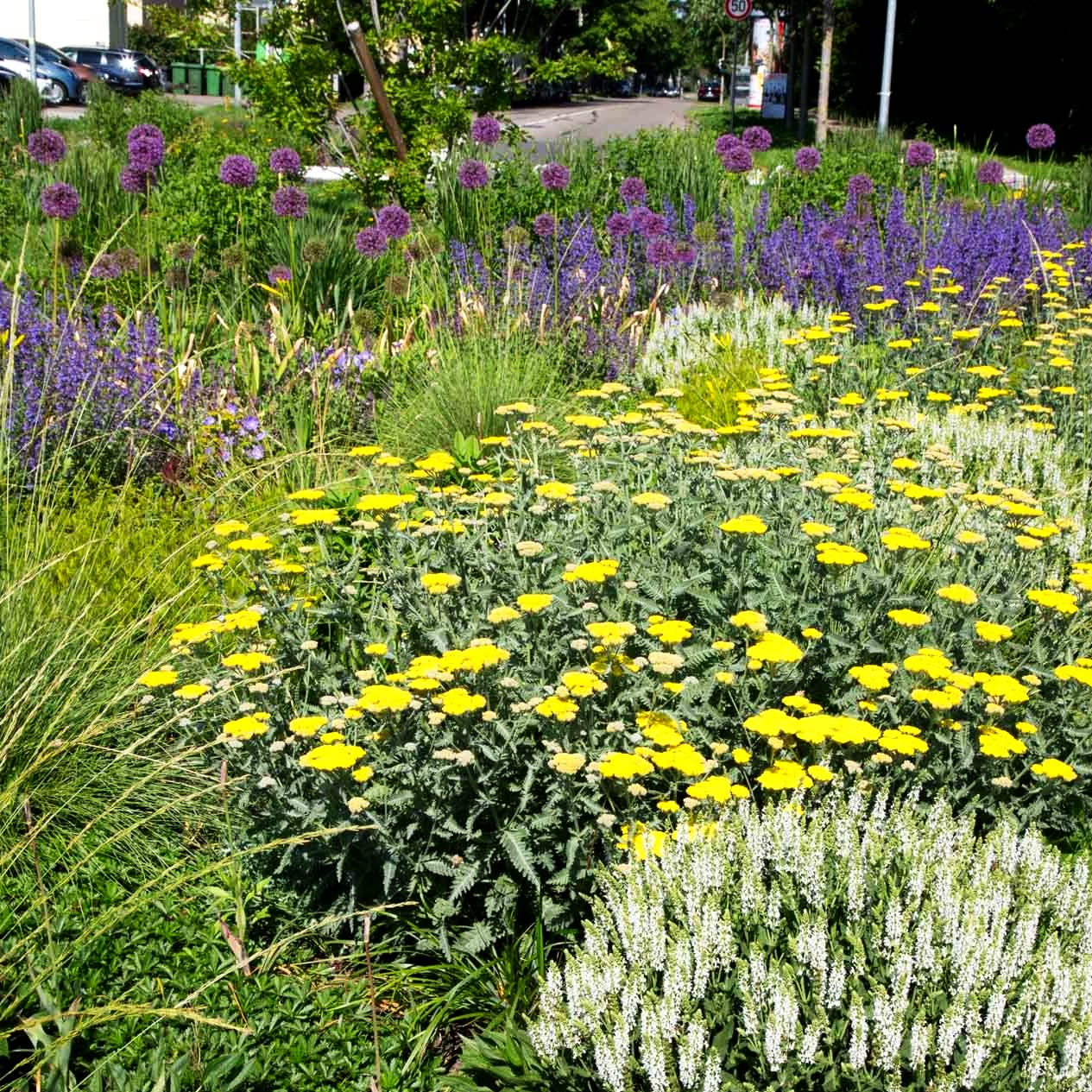 Goldquirl-Garbe 'Moonshine' (Achillea clypeolata)