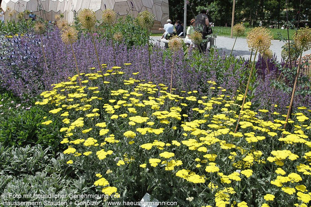 Goldquirl-Garbe 'Moonshine' (Achillea clypeolata)