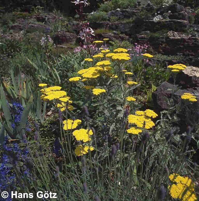 Goldquirl-Garbe 'Moonshine' (Achillea clypeolata)
