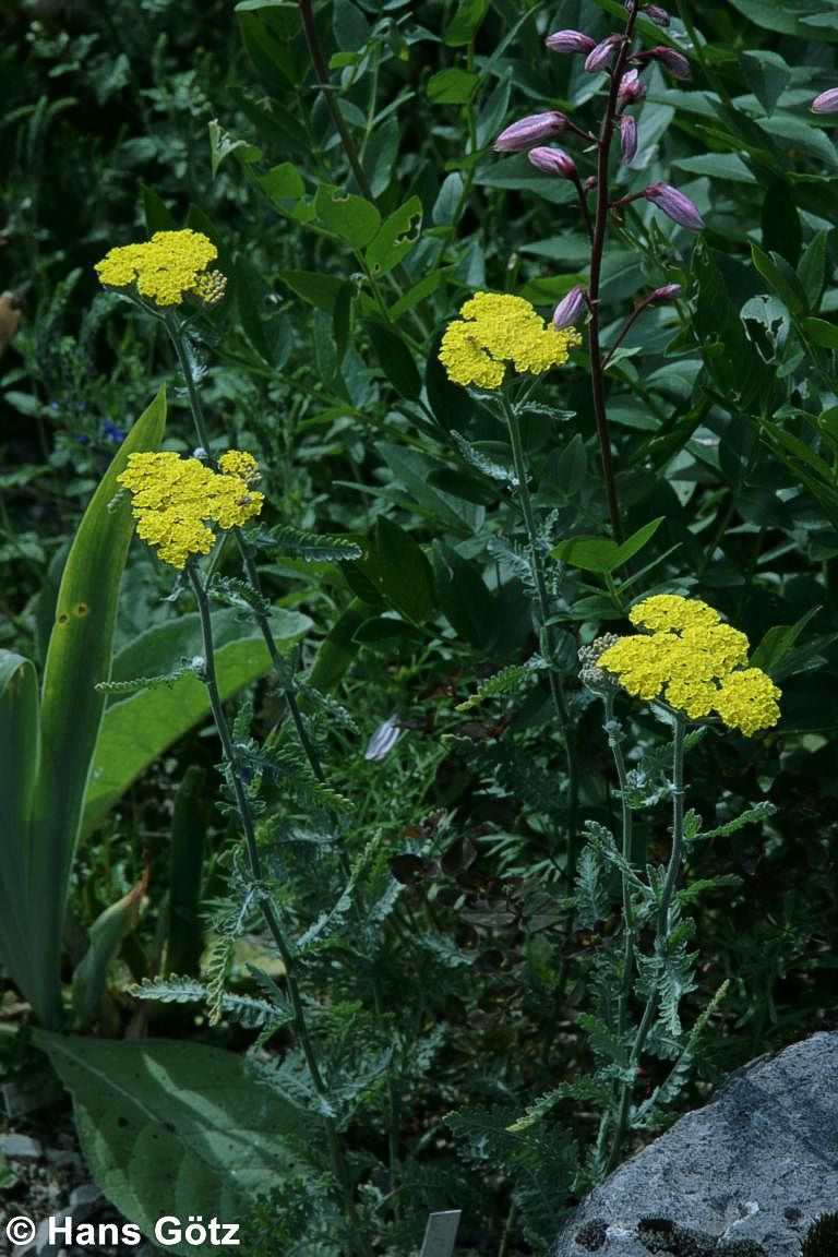Goldquirl-Garbe 'Moonshine' (Achillea clypeolata)