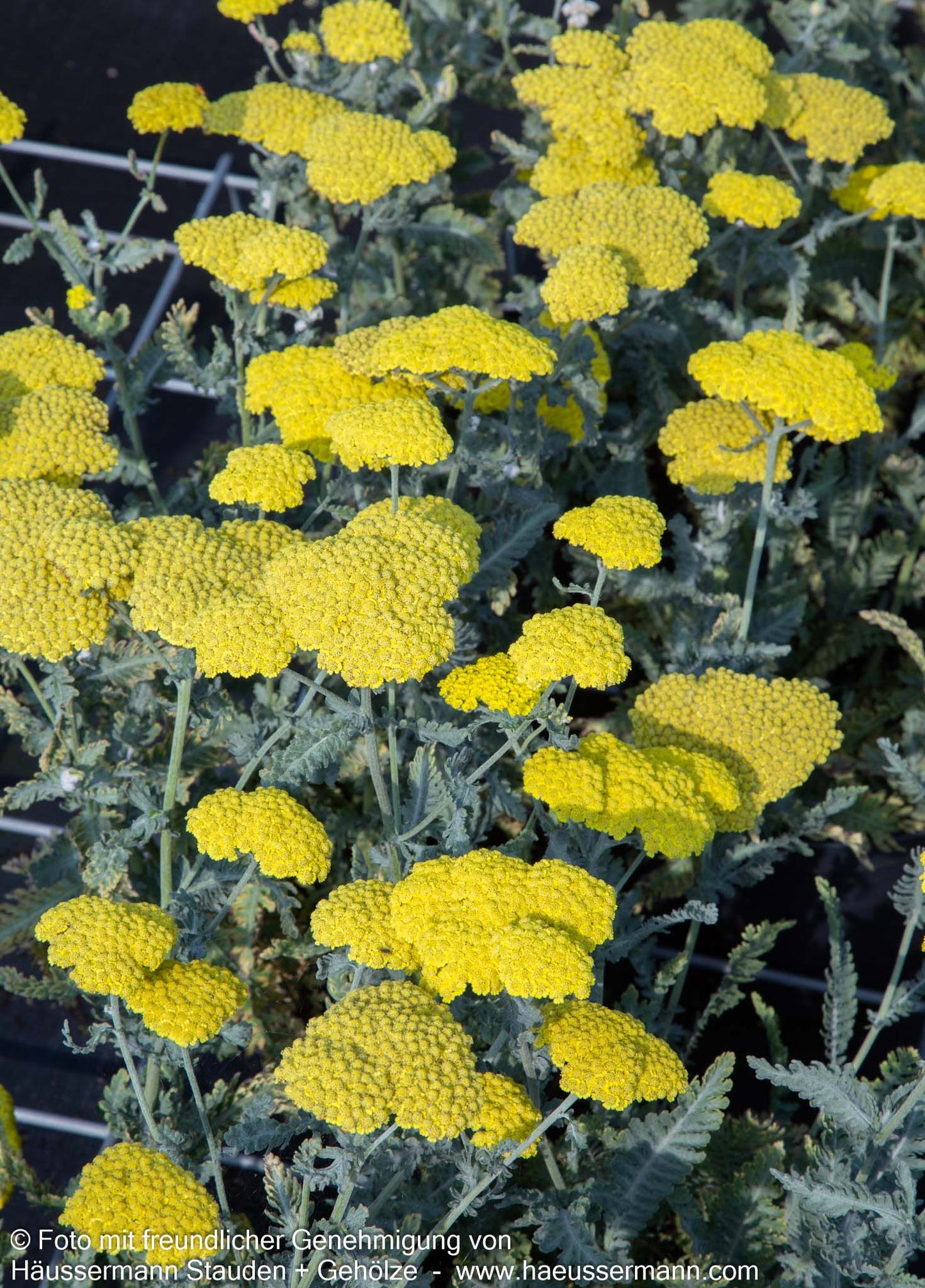 Goldquirl-Garbe 'Moonshine' (Achillea clypeolata)