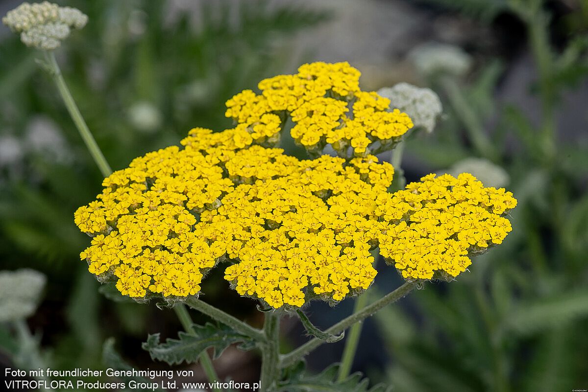 Goldquirl-Garbe 'Moonshine' (Achillea clypeolata)