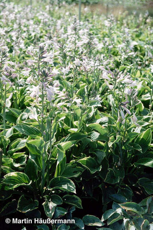 Goldrand-Funkie 'Aureomarginata' (Hosta x fortunei)