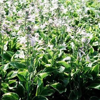 Goldrand-Funkie 'Aureomarginata' (Hosta x fortunei)