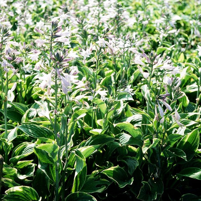Goldrand-Funkie 'Aureomarginata' (Hosta x fortunei)