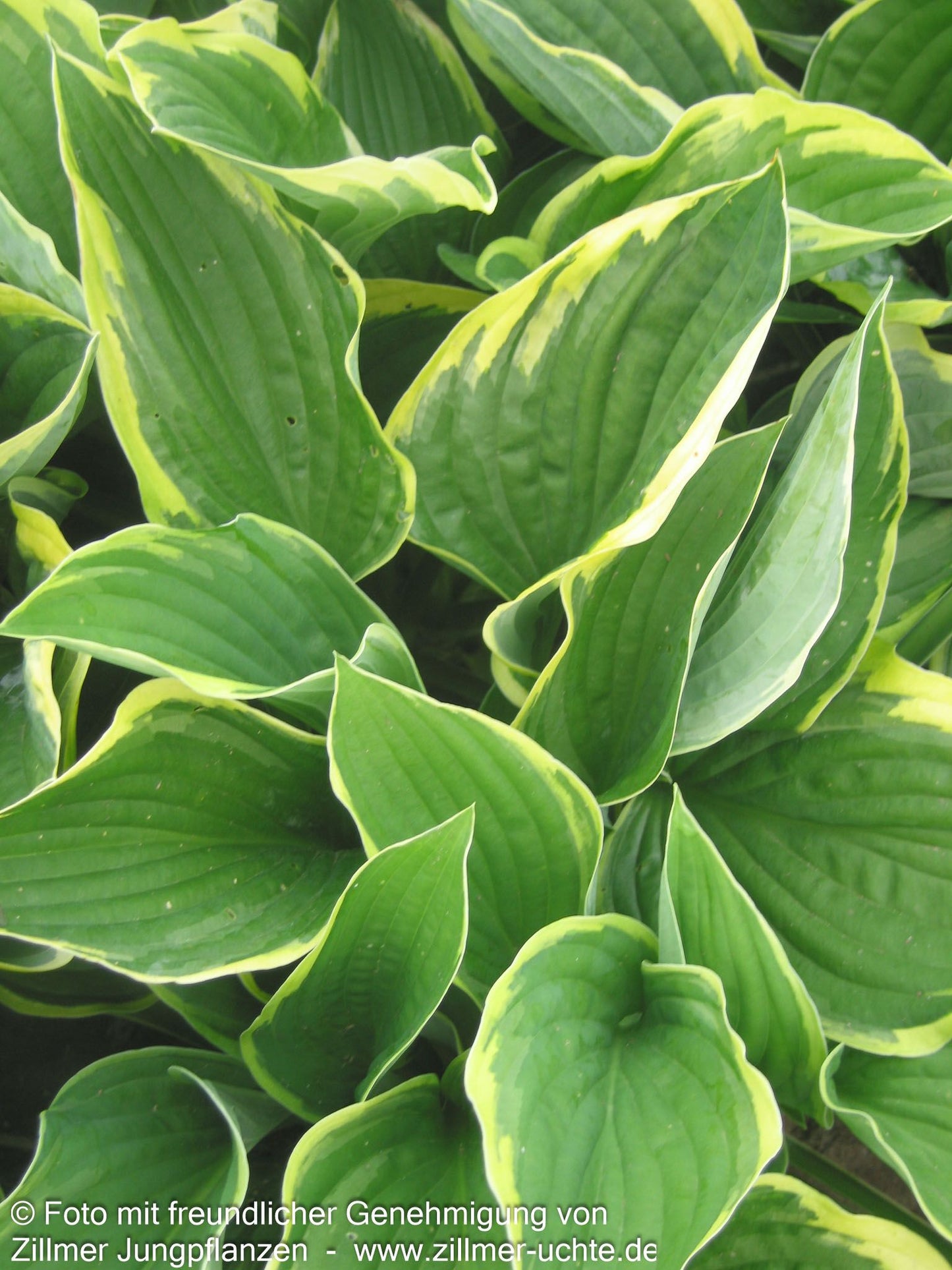 Goldrand-Funkie 'Aureomarginata' (Hosta x fortunei)
