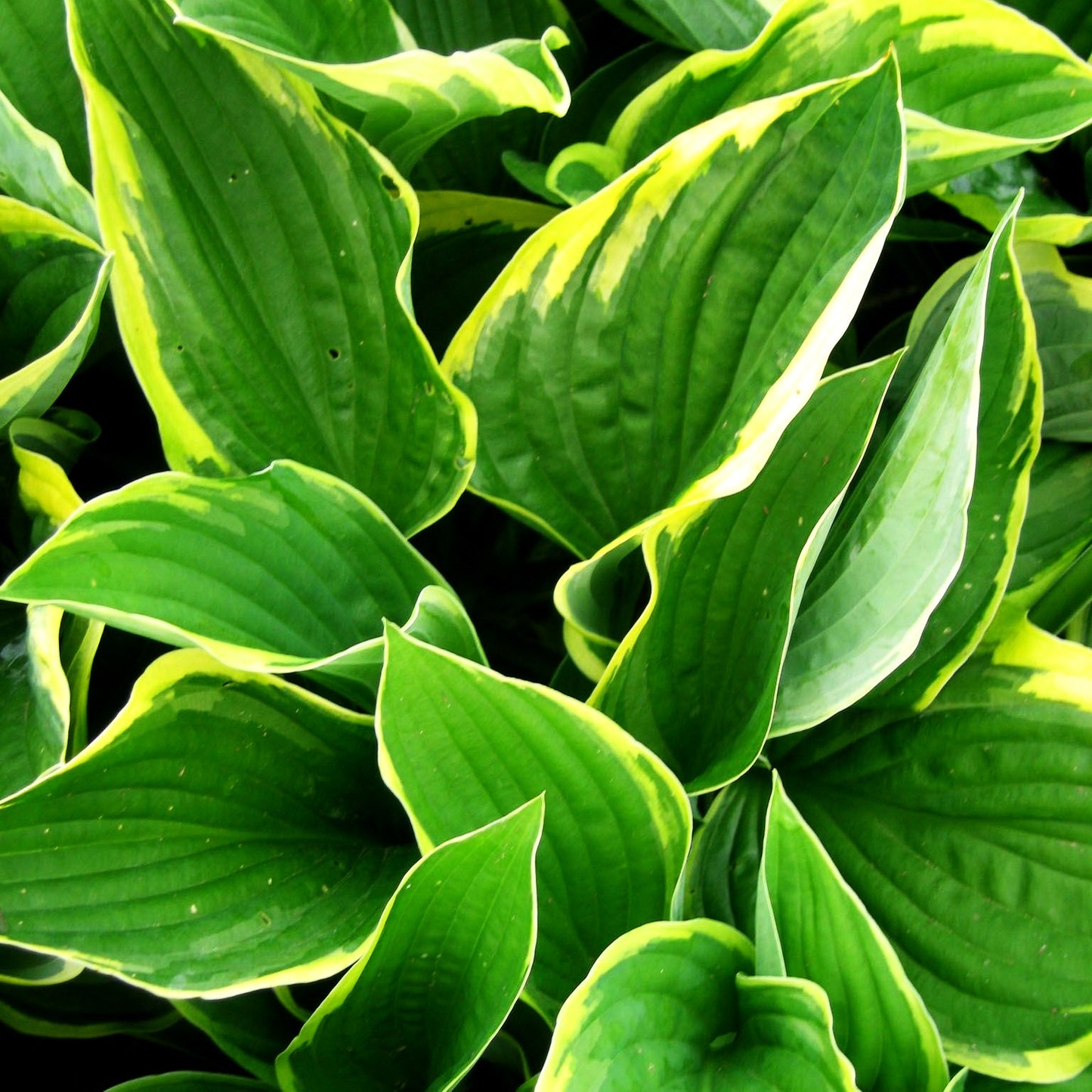 Goldrand-Funkie 'Aureomarginata' (Hosta x fortunei)