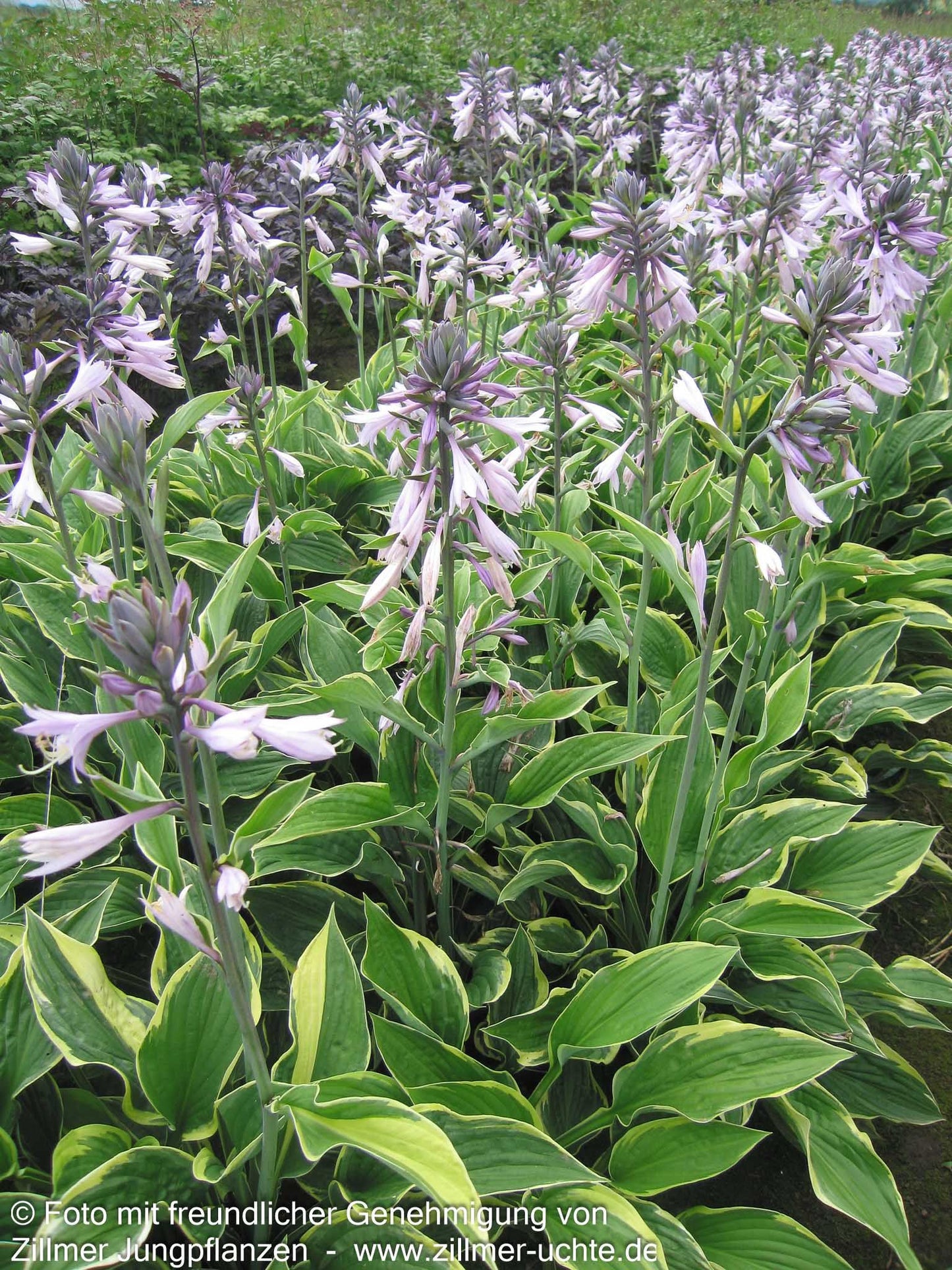 Goldrand-Funkie 'Aureomarginata' (Hosta x fortunei)