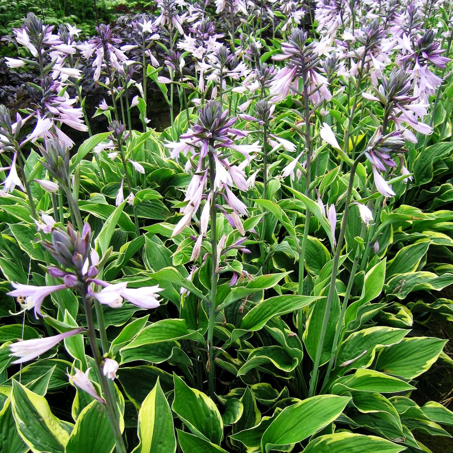 Goldrand-Funkie 'Aureomarginata' (Hosta x fortunei)