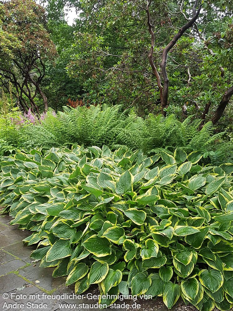 Goldrand-Funkie 'Aureomarginata' (Hosta x fortunei)