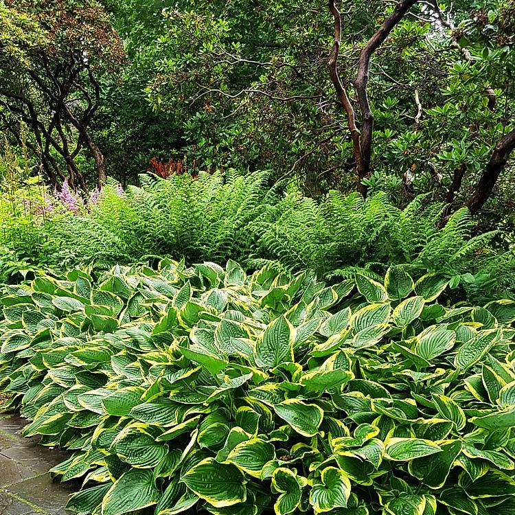 Goldrand-Funkie 'Aureomarginata' (Hosta x fortunei)
