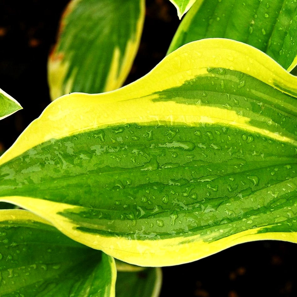 Goldrand-Funkie 'Aureomarginata' (Hosta x fortunei)