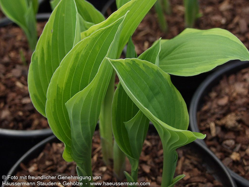 Goldrand-Funkie 'Aureomarginata' (Hosta x fortunei)