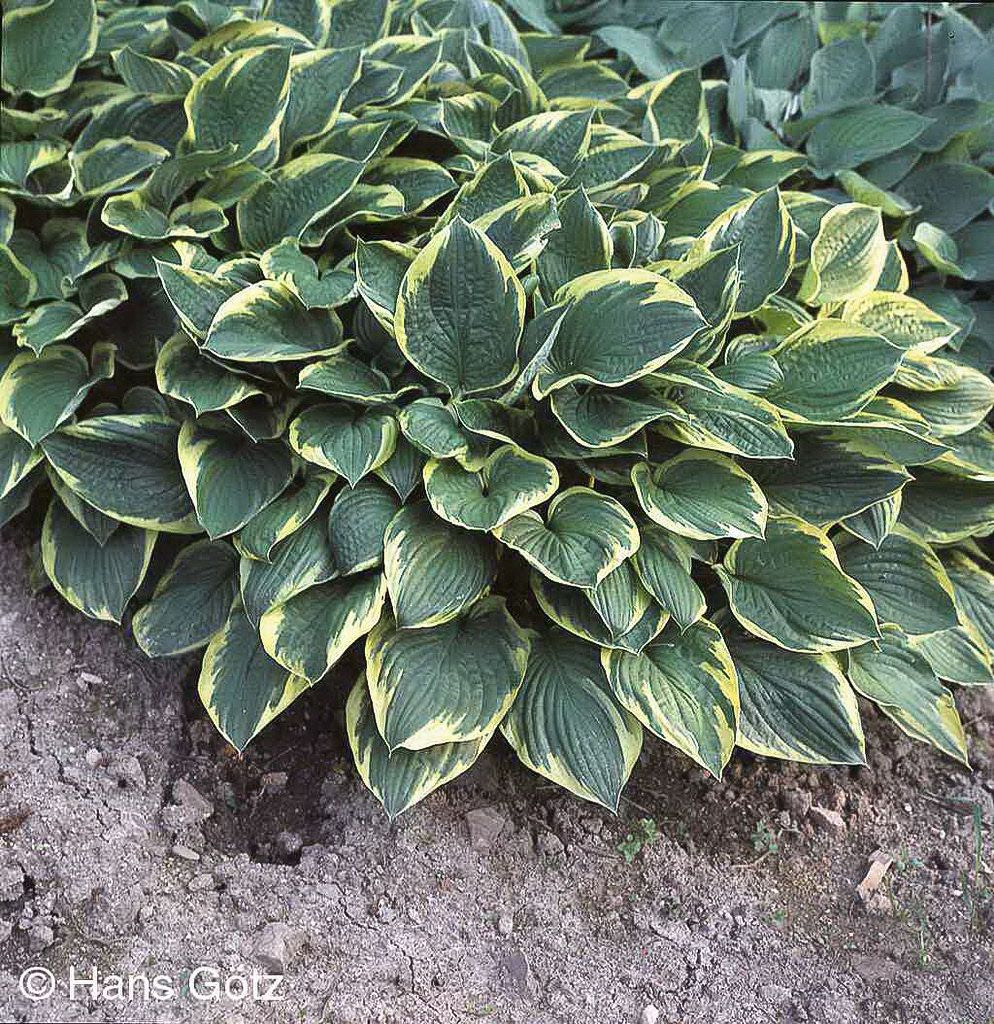 Goldrand-Funkie 'Aureomarginata' (Hosta x fortunei)