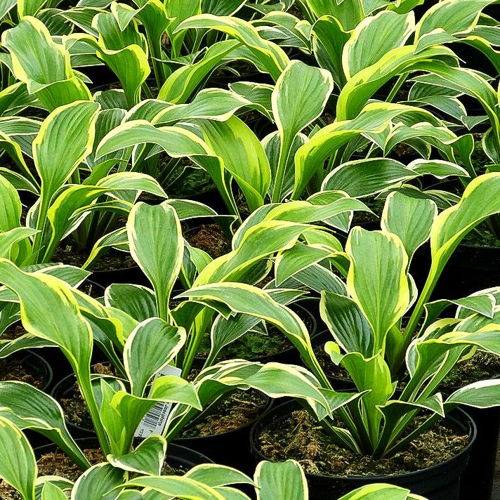 Goldrand-Funkie 'Queen Josephine' (Hosta x cult.)