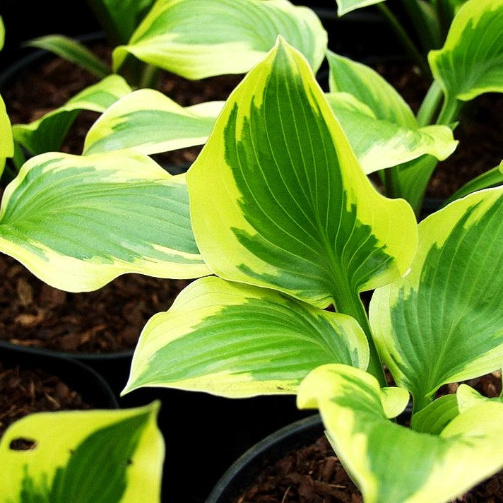 Goldrand-Funkie 'Queen Josephine' (Hosta x cult.)