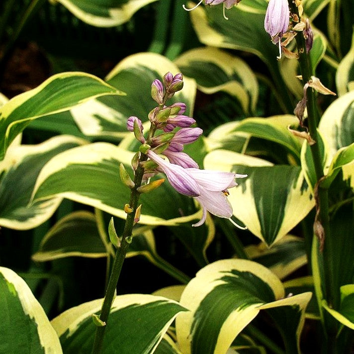 Goldrand-Funkie 'Queen Josephine' (Hosta x cult.)